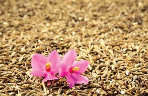 ayurvedic-ingredients-06