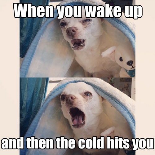 7 relatable winter memes that will chill your funny bones